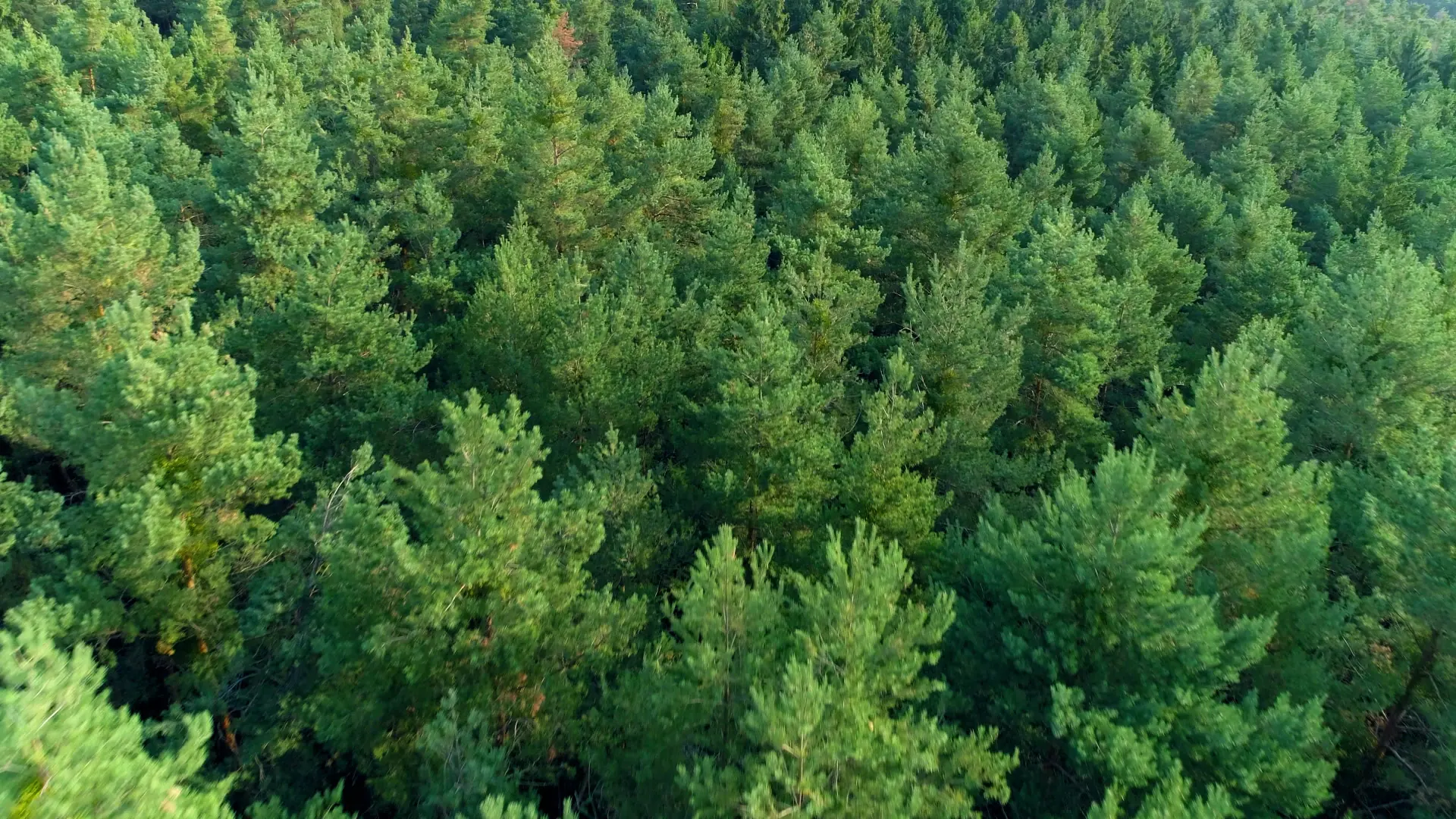 Aerial view of a green forest canopy