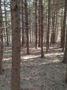Sunlight filtering between tall trees in a woodland