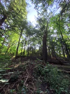Looking upward through tall woodland trees