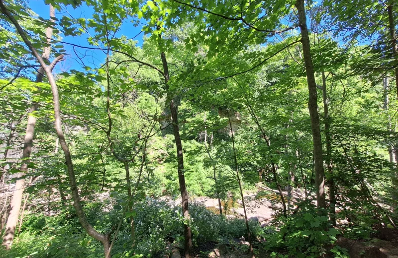 Green woodland canopy under a blue sky