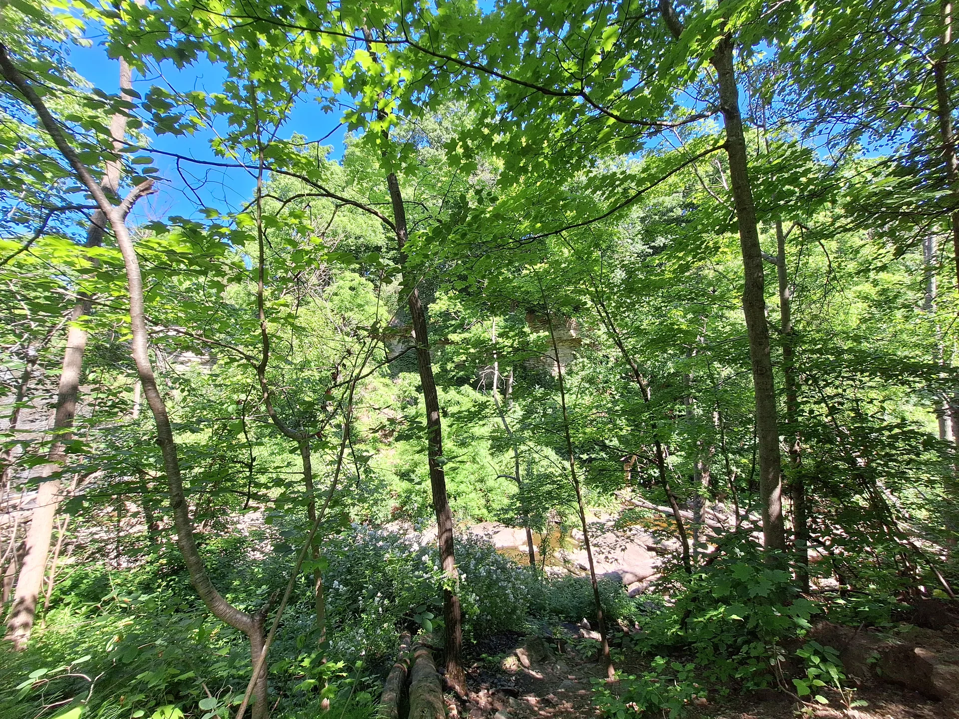 Green woodland canopy under a blue sky