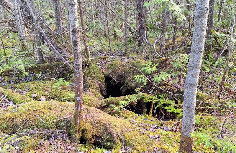 Moss-covered woodland in spring