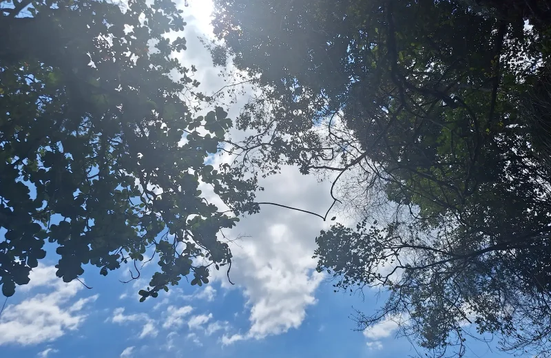 Tree canopy framing a blue sky in Trinidad