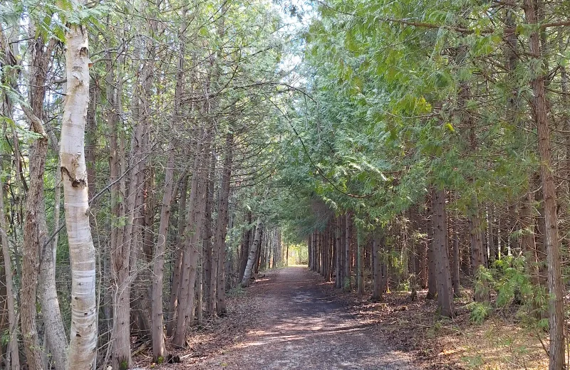 Path between birch and evergreen trees