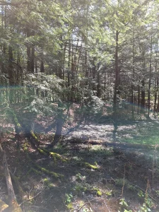 shadowed woodland