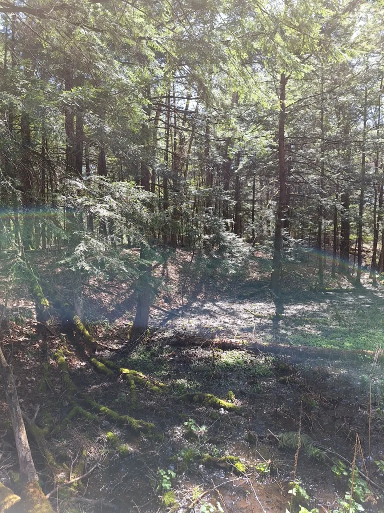 shadowed woodland
