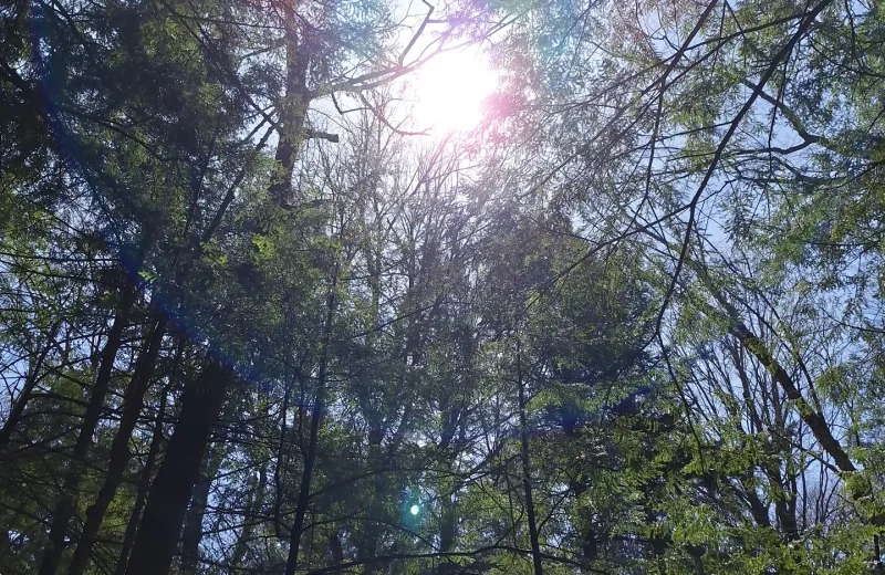 sunlit canopy