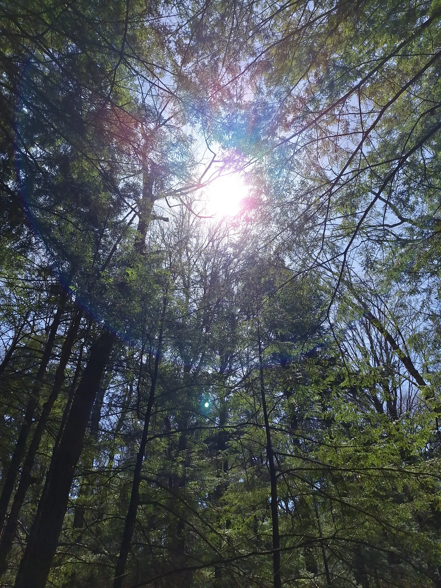 sunlit canopy