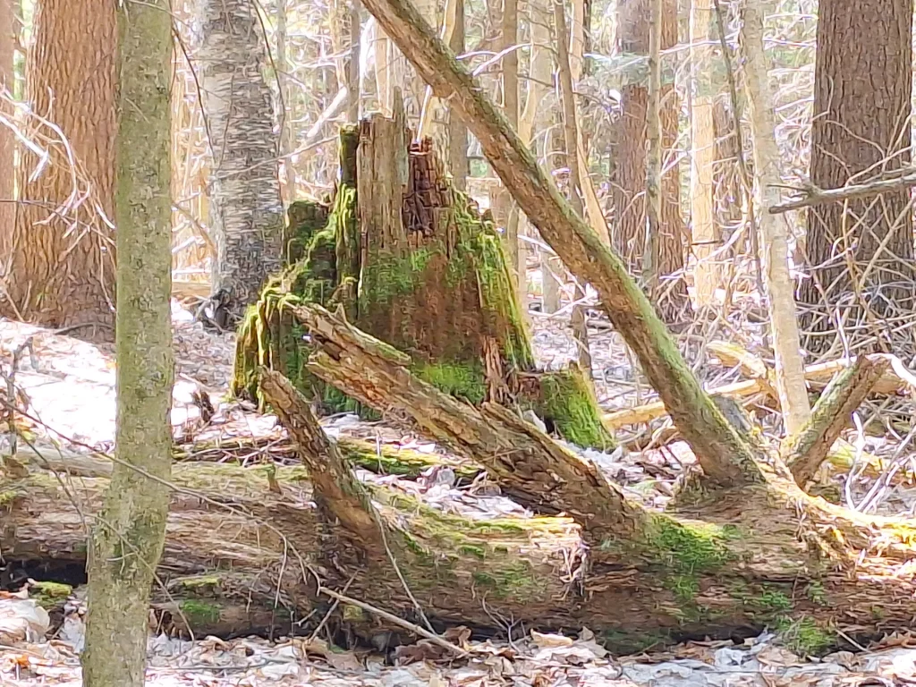 woodland stump