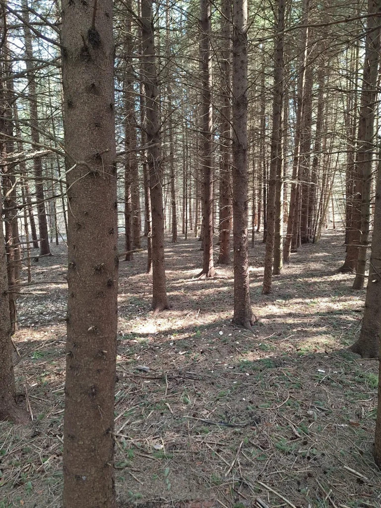 woodland trees 2024