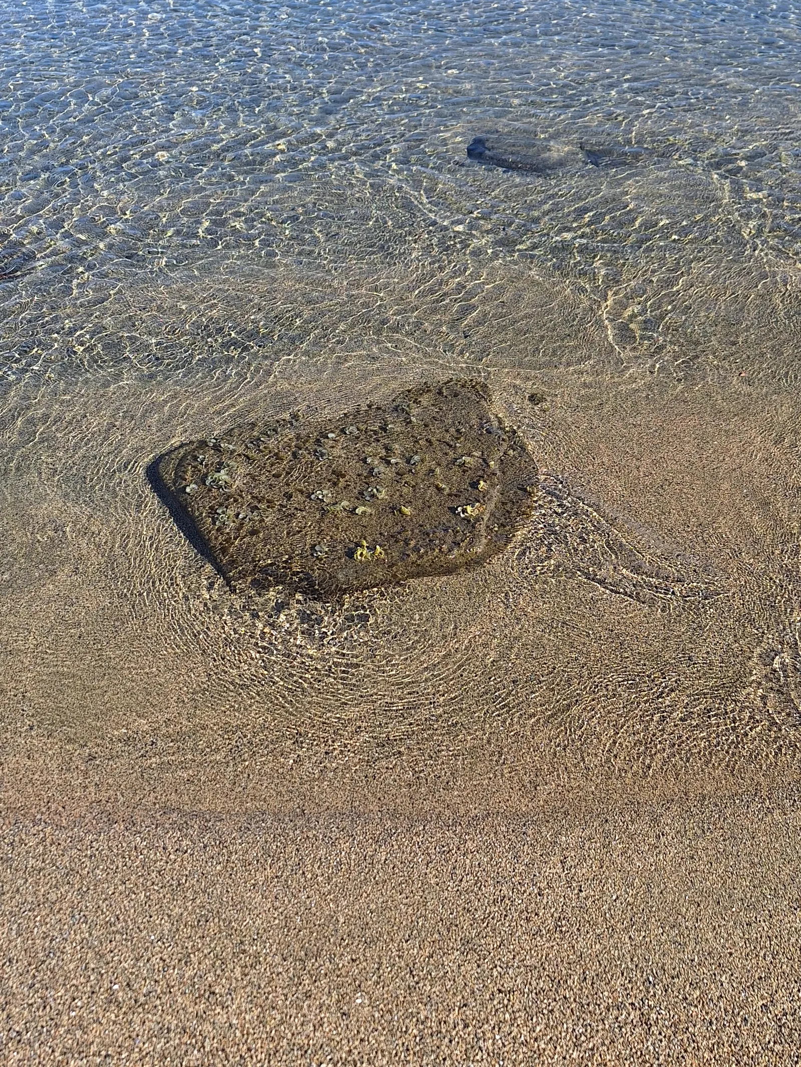 Sunlight moving through shallow water over a smooth stone